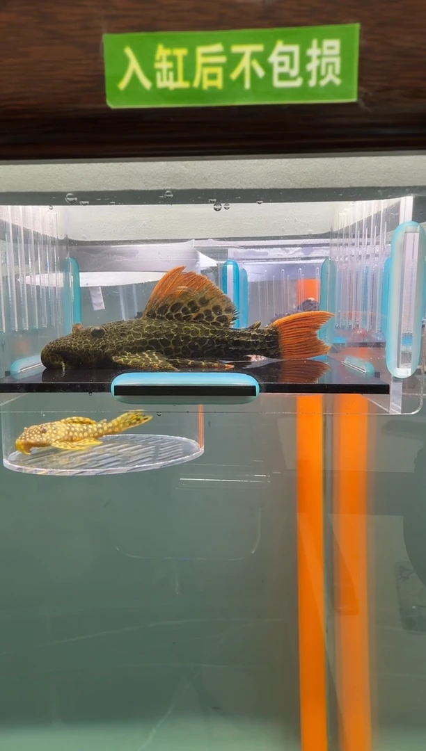 清道夫鱼081号600入缸不包损录制完整开箱视频10厘米