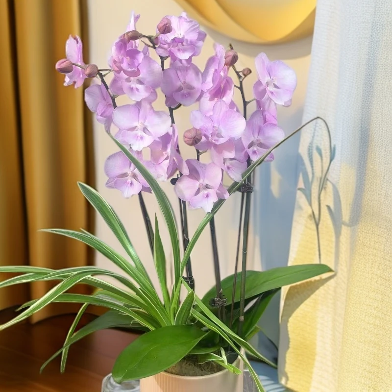 A16[神仙姐姐]蝴蝶兰带花苞基地直发.室内花.花期长.年花