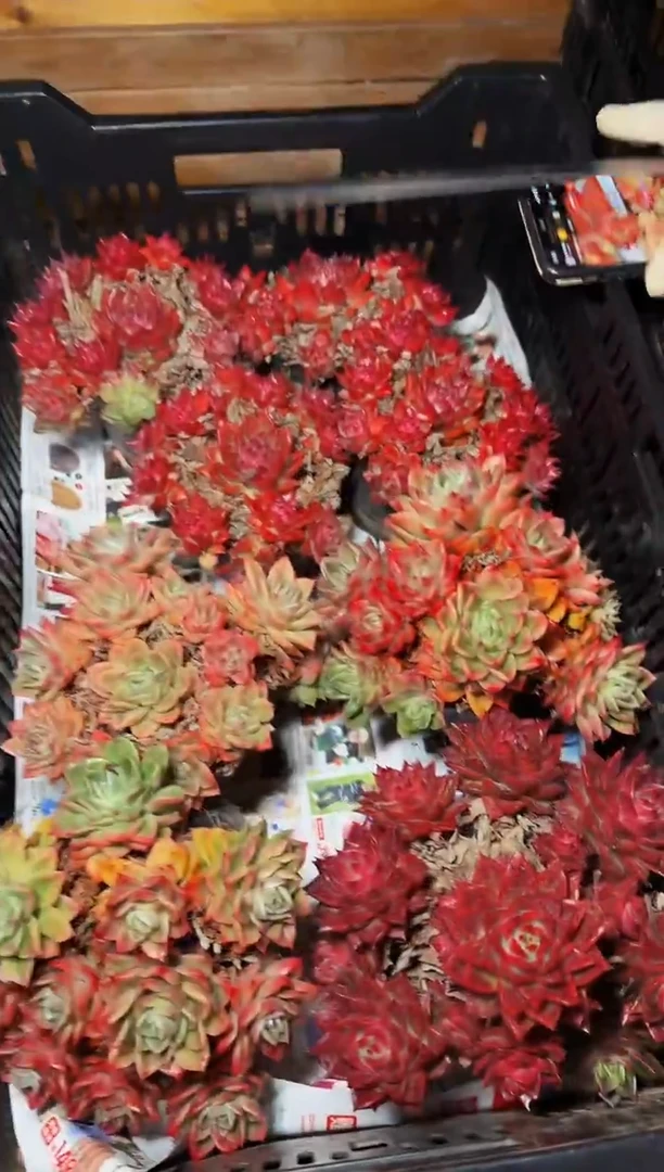 120#东云天使之翼群不包掉小头（13-18cm）带土球