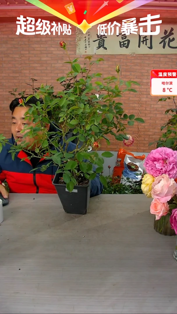 当前无花朵，栽培后可花朵莫奈