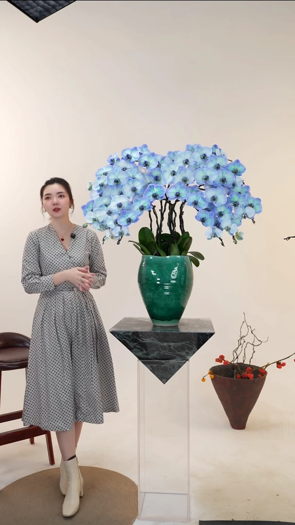 全部花朵015一物一拍蝴蝶兰盆景