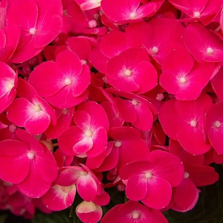 【樱桃红】一加仑绣球花苗阳台盆栽庭院花卉植物