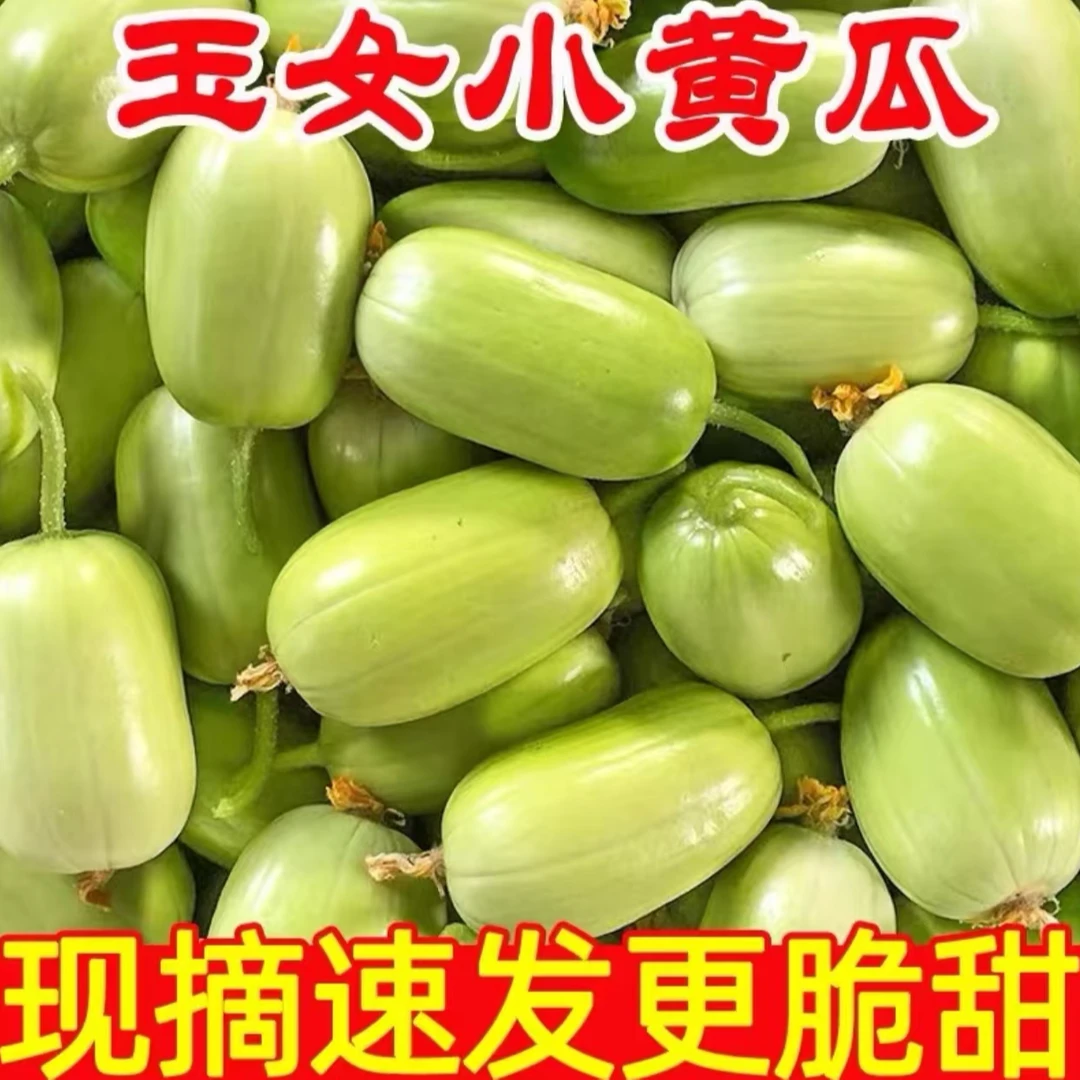 玉女小黄瓜清脆爽口现摘速发