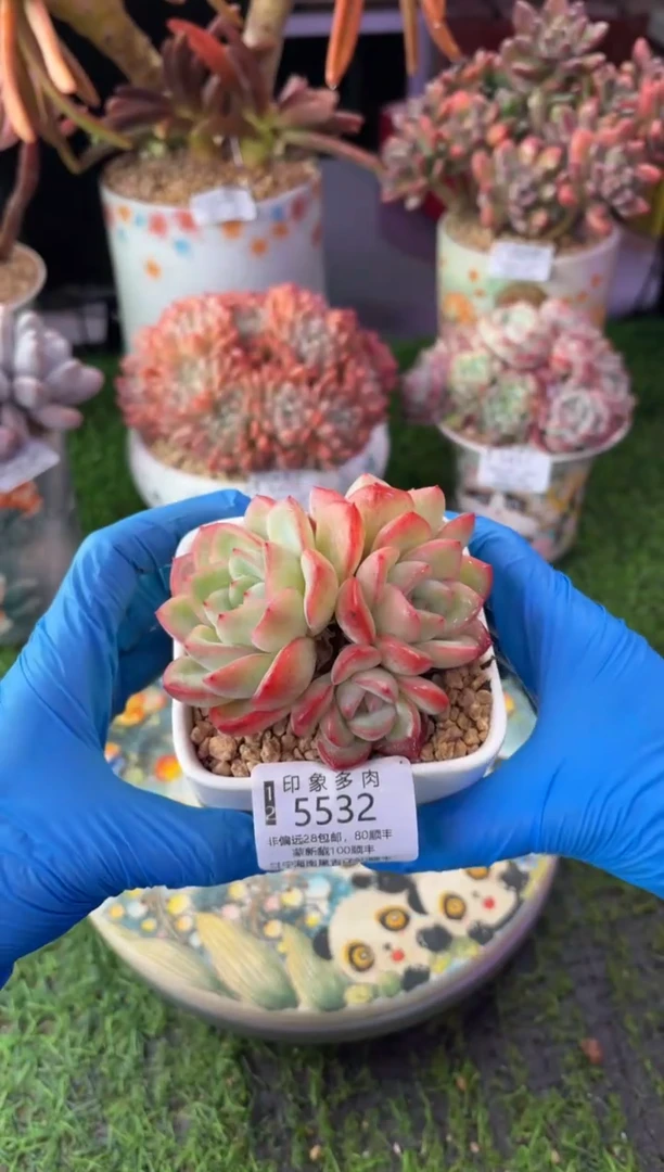 昆明印象多肉5532