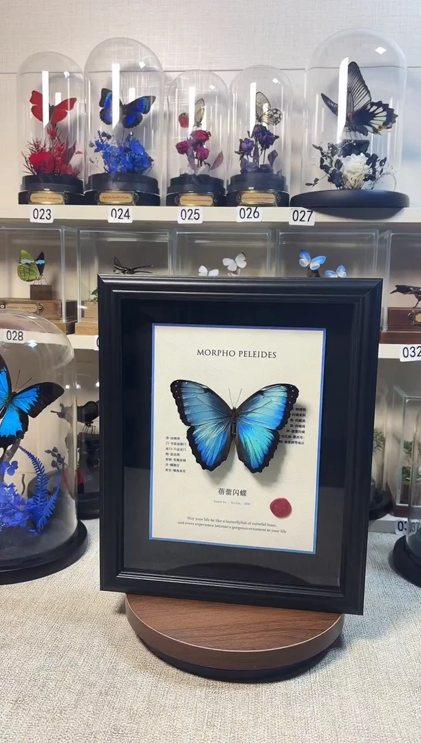 大自然的真实蝴蝶标本