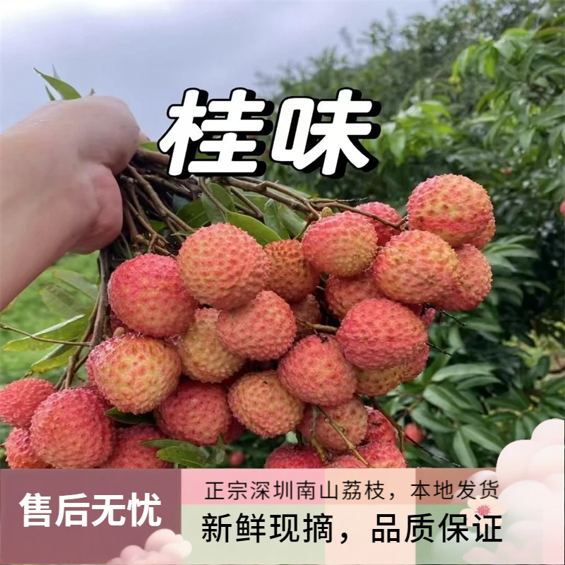 【顺丰冷链】深圳南山正宗桂味荔枝 当季新鲜水果现摘三十年老树