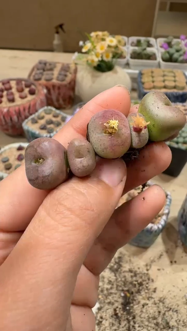 寒**雨9-121多肉植物肉锥