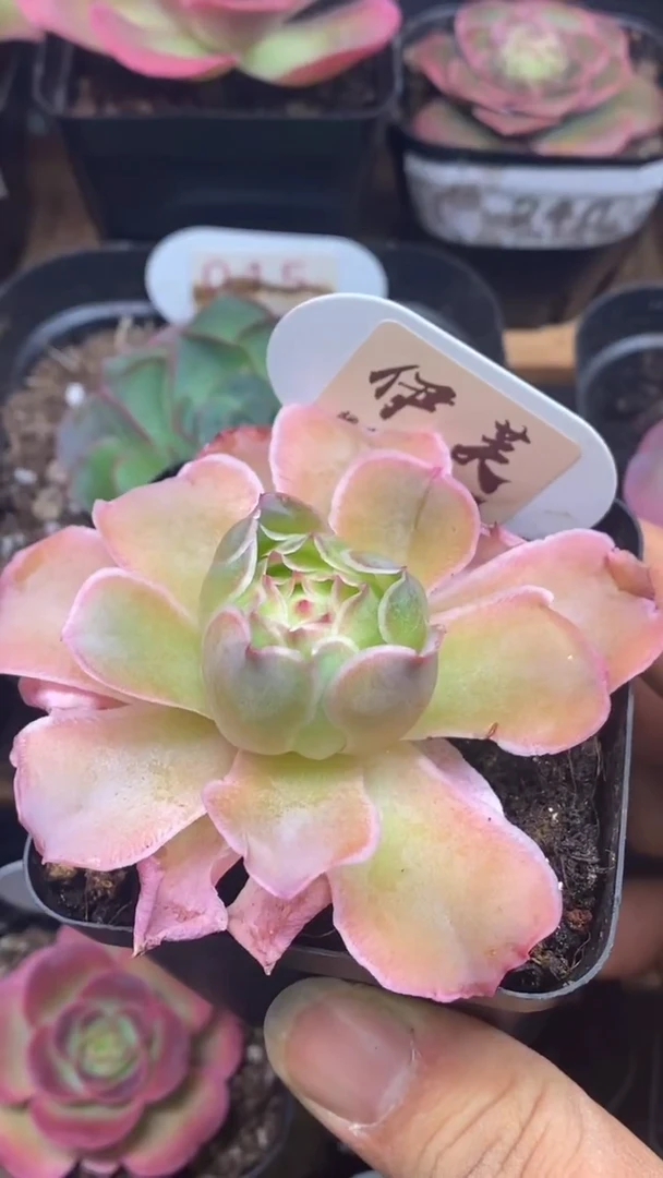 楹楹/257/冠幅7CM/