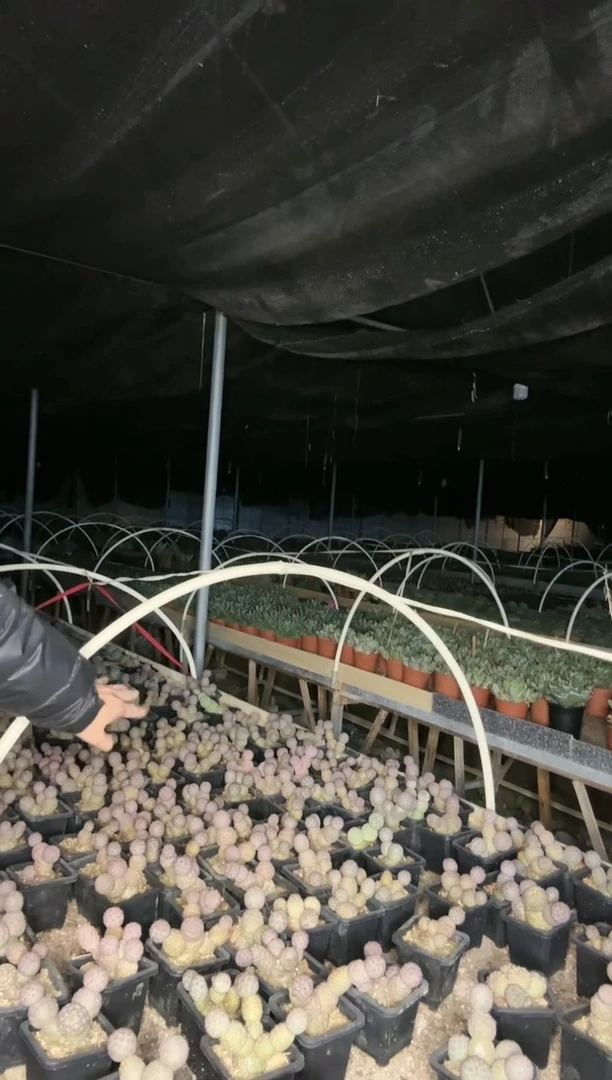 【闪购商品】习志野 1颗  随机1111111