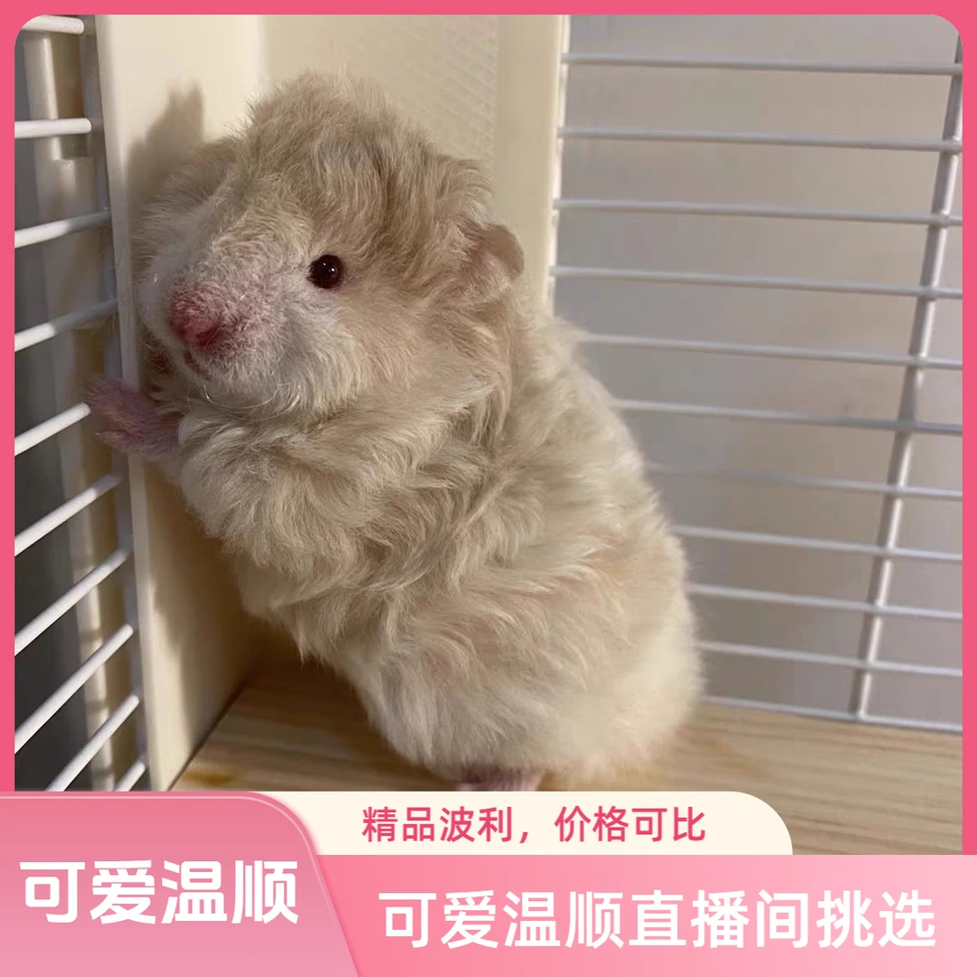 仓鼠金丝熊家养波利长毛熊超可爱温顺宿舍宠物直播间挑选专用链接