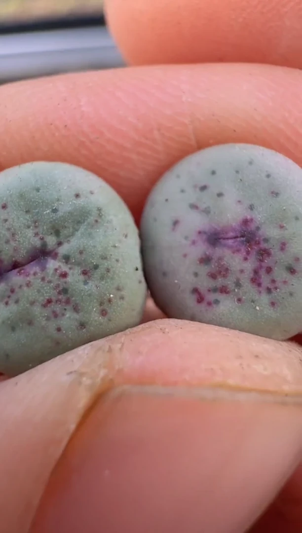 【闪购商品】9--60