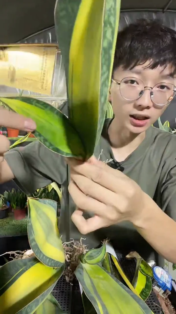 14号黄中班裸根68.8
