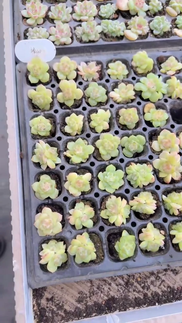 谪仙 量拍混发 满9.9包邮