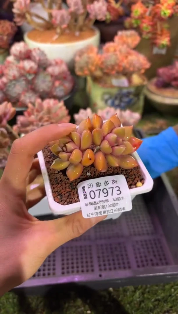 【闪购商品】07973