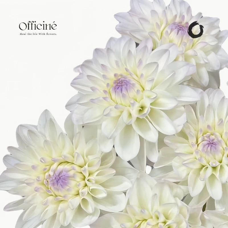 大丽花 伊芙琳 Officine美好花市基地直采鲜切花
