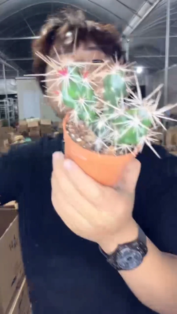 多头 舞者团扇【带根】