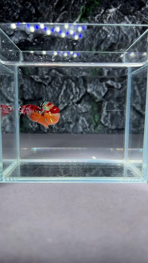 斗鱼竞拍链接A036