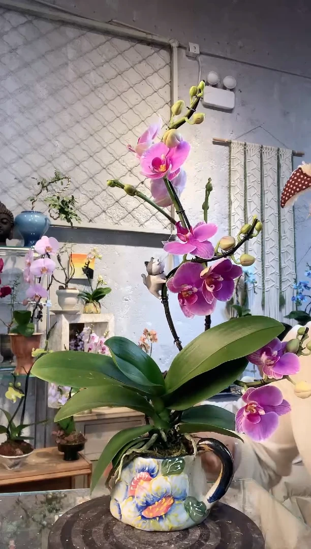 大部分花苞少量开放523蝴蝶兰一物一拍