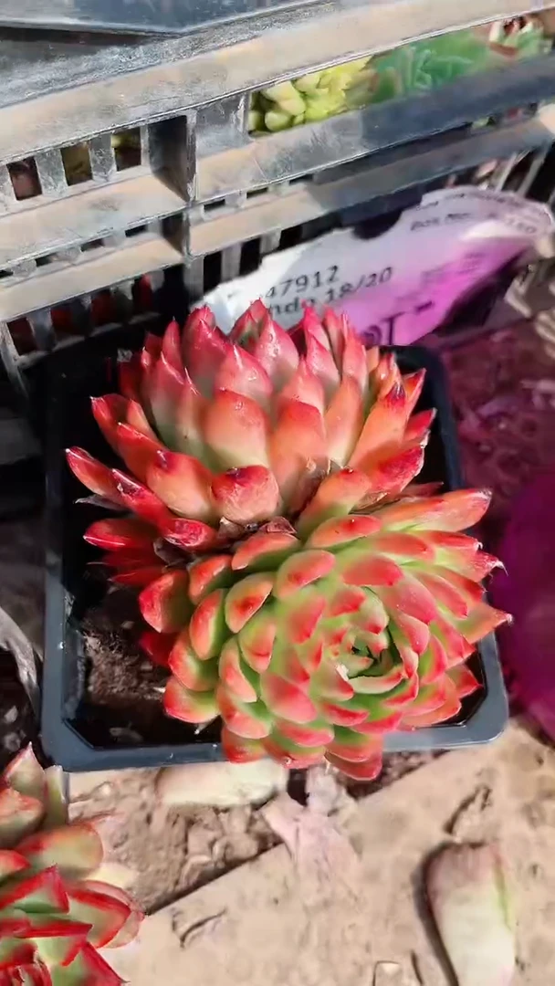 【闪购商品】13273