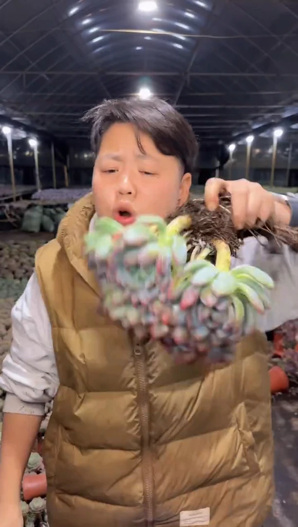 多头灰姑娘大群8.55