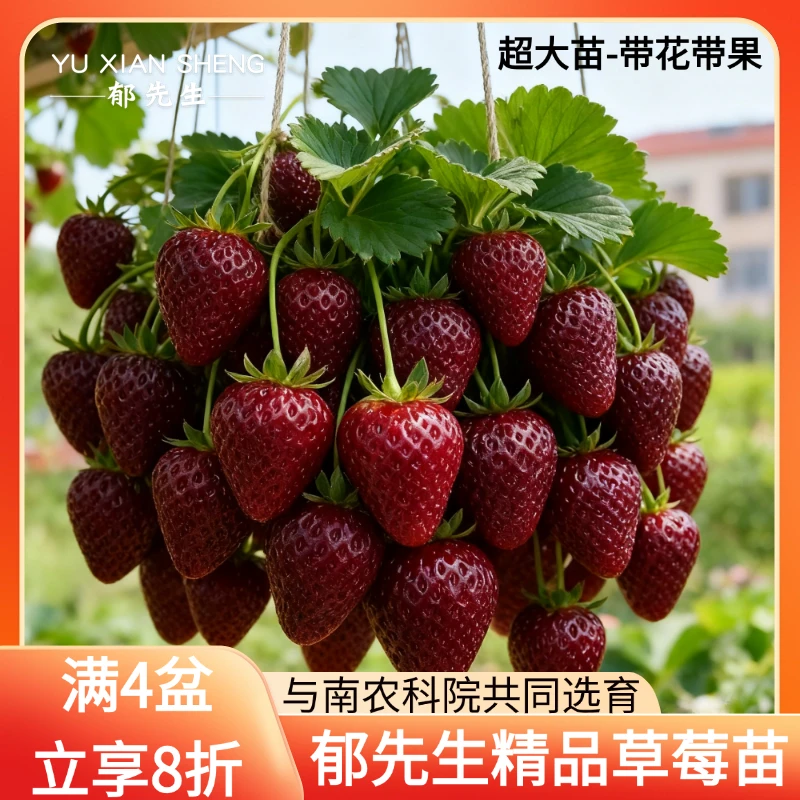郁先生旗舰店# 四季精品草莓苗盆栽红颜隋珠初恋带花带果特大种苗