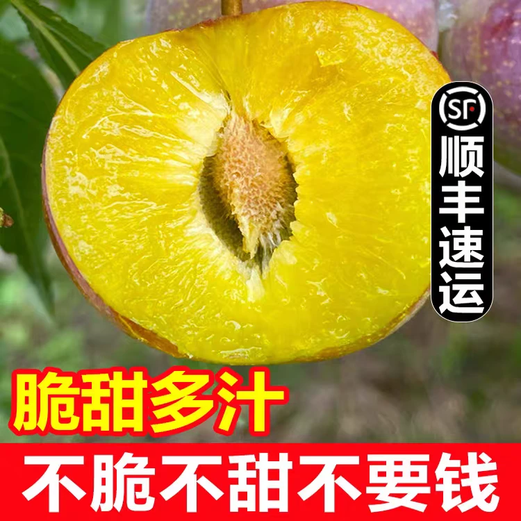 绥江正宗半边红脱骨李新鲜应季水果脆甜多汁，现摘现发