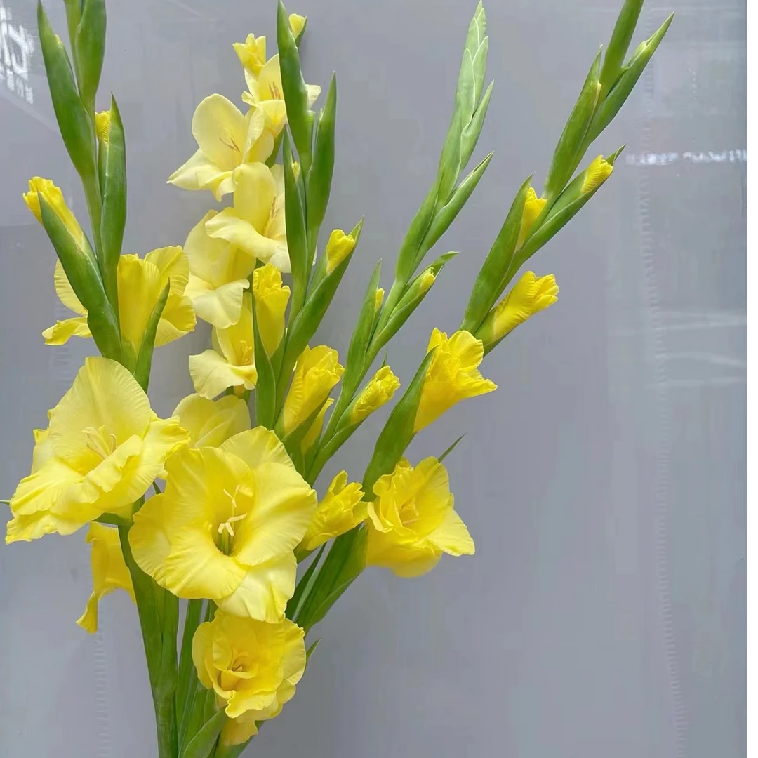 【源头一手价】黄色剑兰5支/10支  云南基地鲜花   基地直发