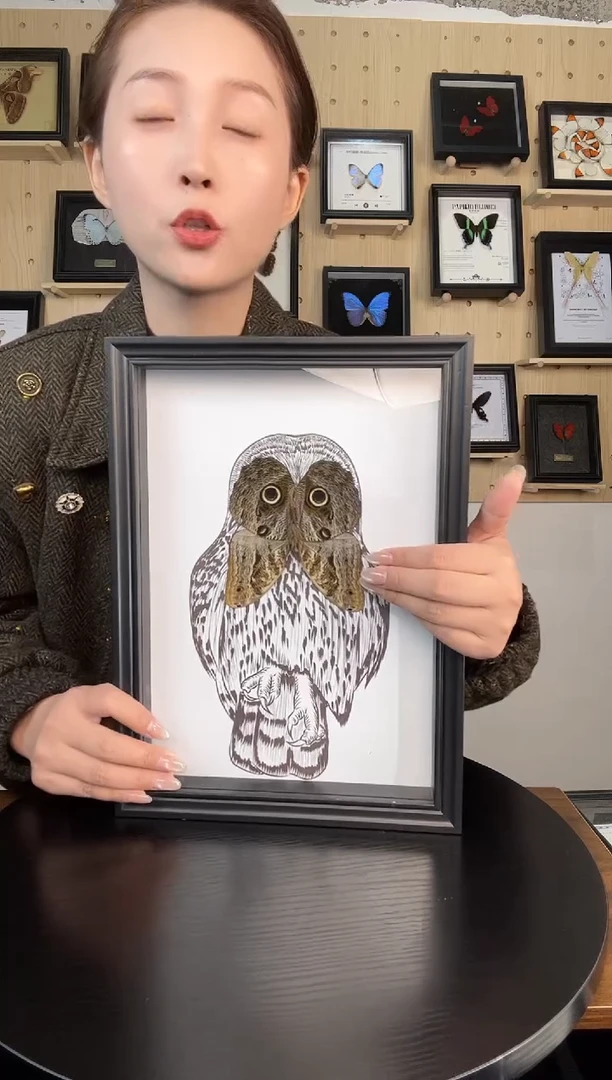 猫头鹰环蝶（蝴蝶装饰画A4框）