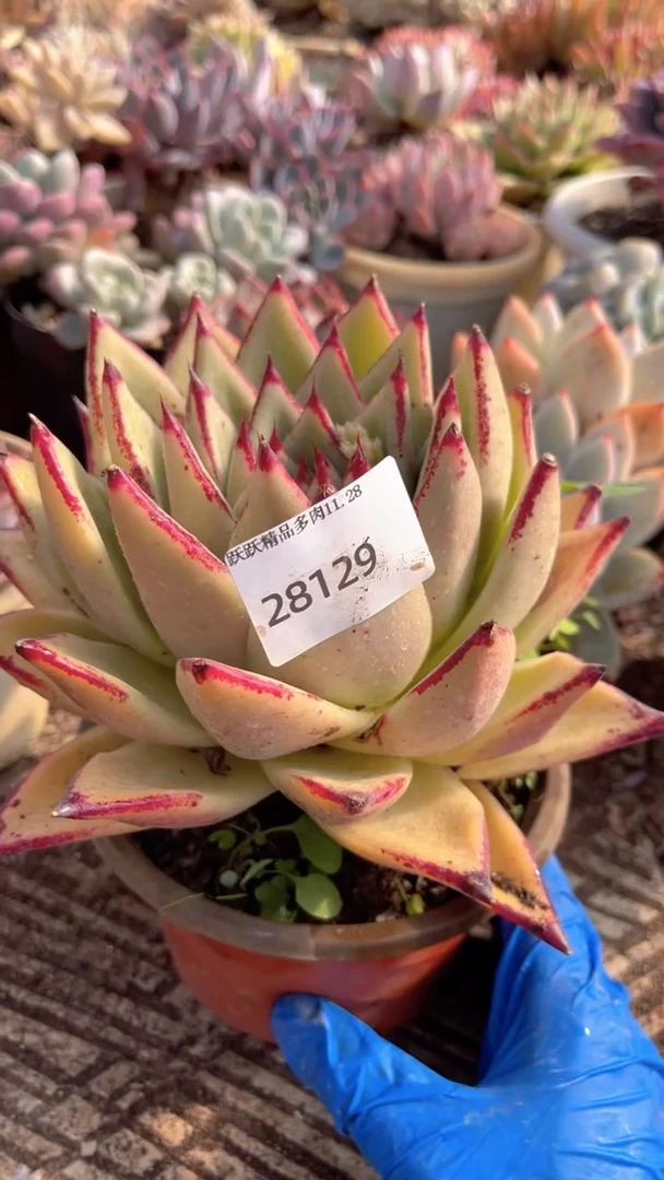 用****0跃跃精品多肉30129