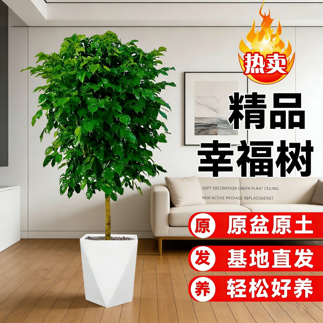 70-80cm独杆棒棒糖幸福树室内幸福观叶绿植 四季常青
