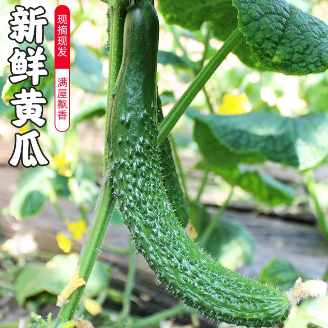 【汇峰农场】头茬标榜水果黄瓜拍3斤发4斤（±2两） 新鲜现摘 顺丰包邮黄瓜同城送黄瓜同城配标榜黄瓜