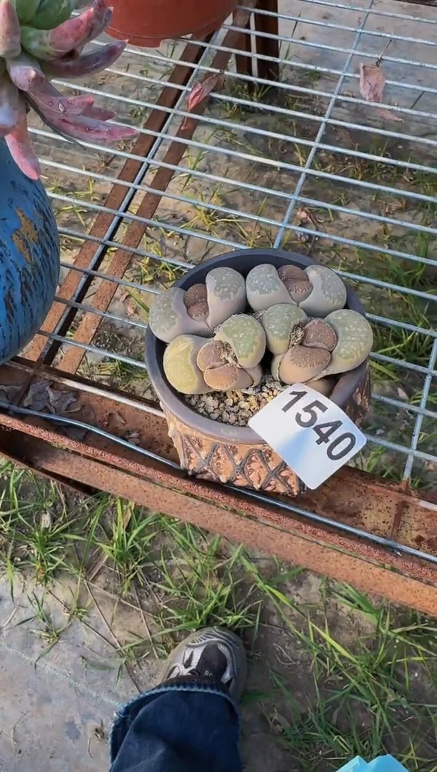 【闪购商品】1540生石花（裸根发货）