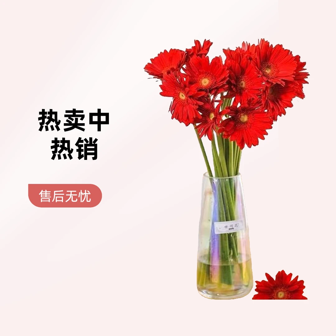 非洲菊鲜扶郎花插花鲜花太阳居家鲜切花客厅基地批发全国直发包邮