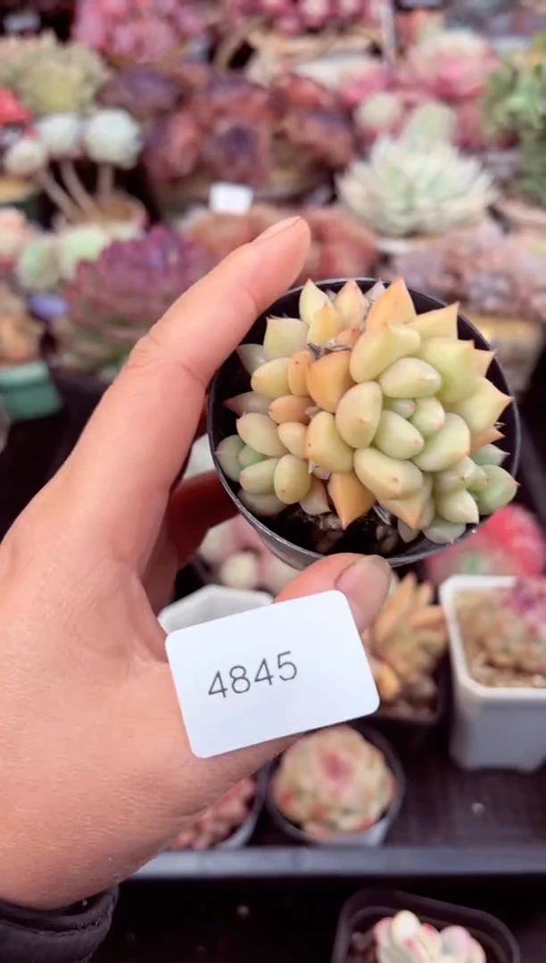 【闪购商品】4845象牙多肉