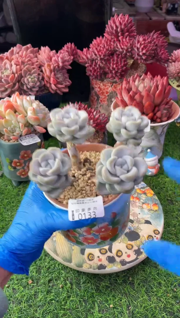 昆明印象多肉0133