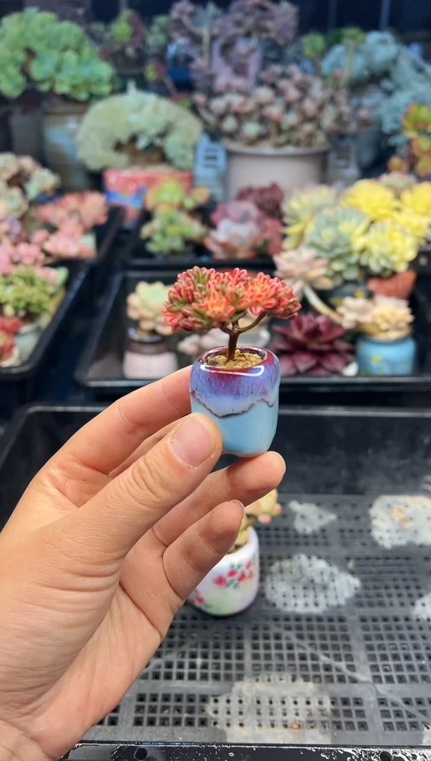 如*佛85              不带盆