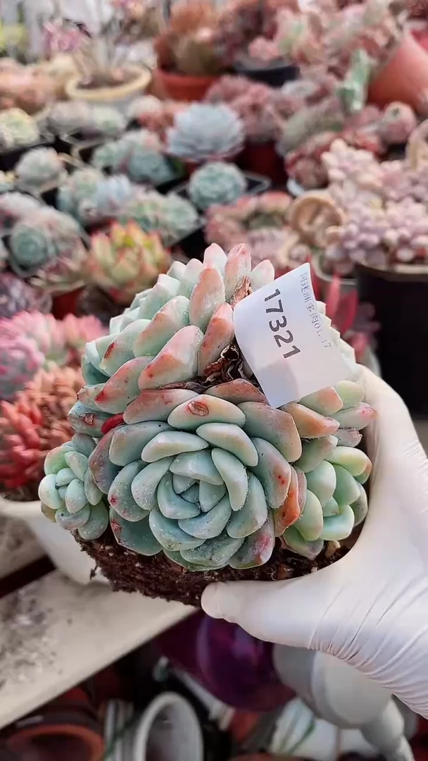 【闪购商品】17321