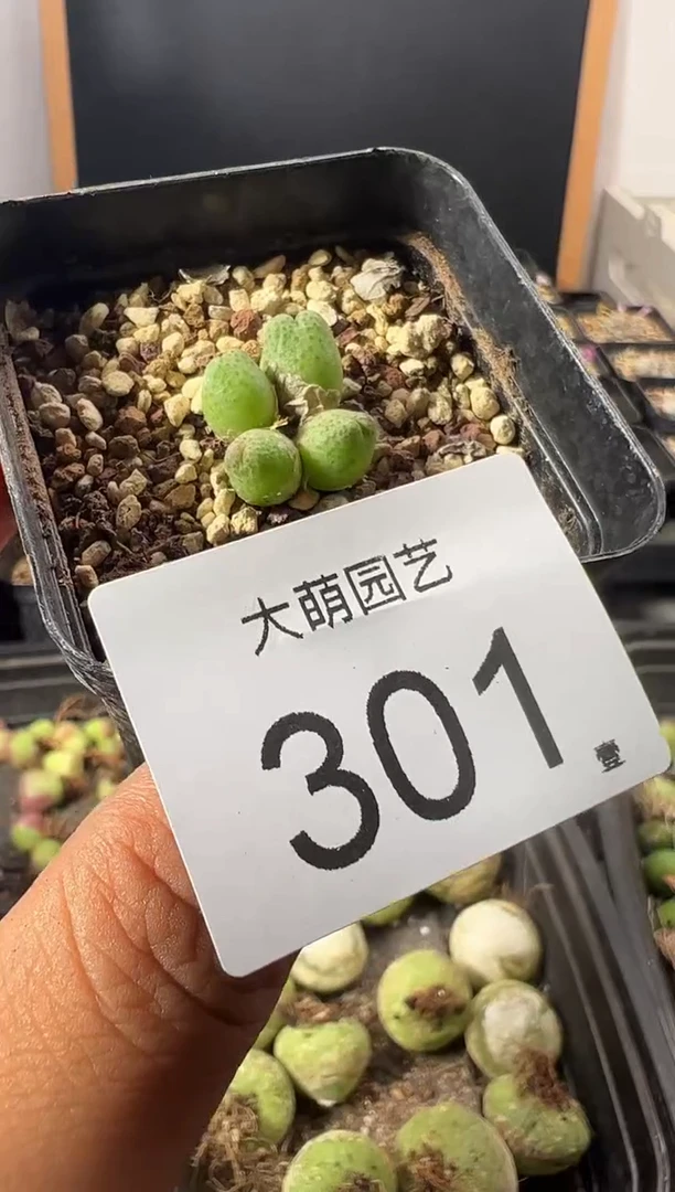 一物一拍         --301