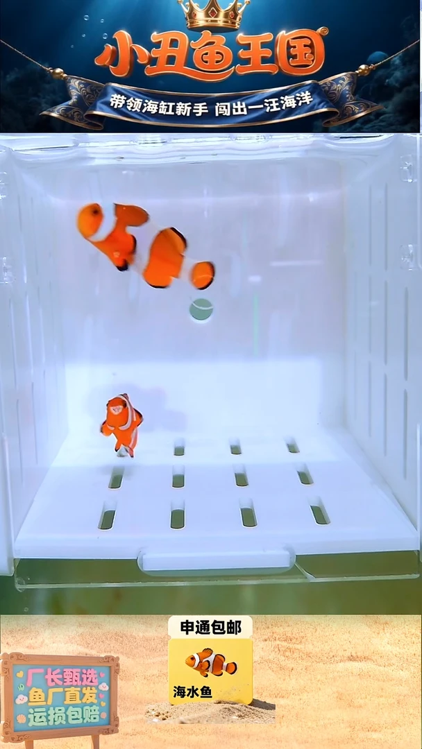 海水鱼一对全品公子3.5-4