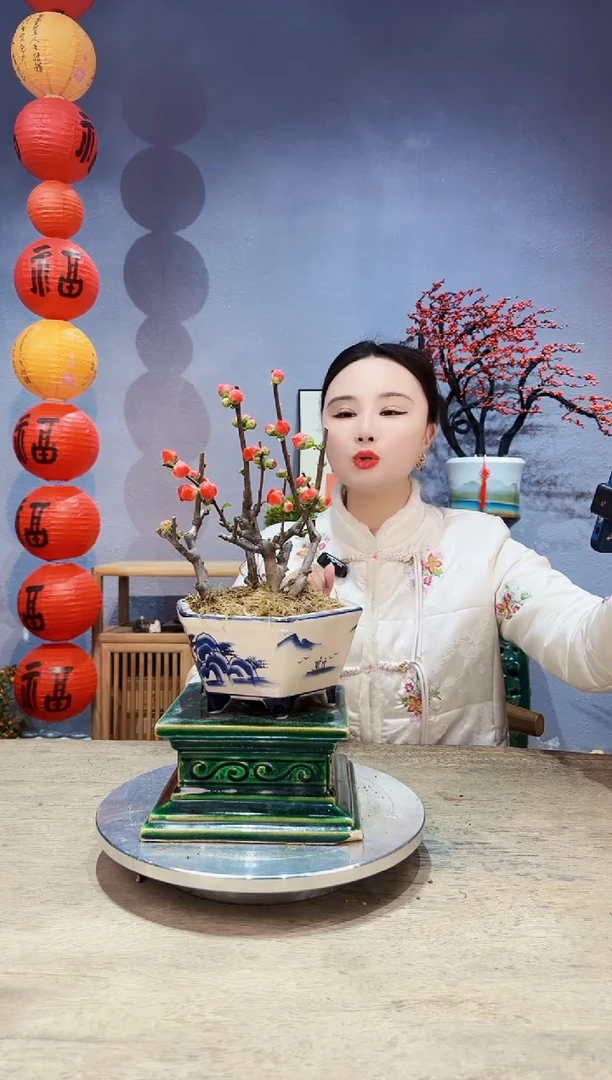 【闪购商品】盆景海棠 长寿冠