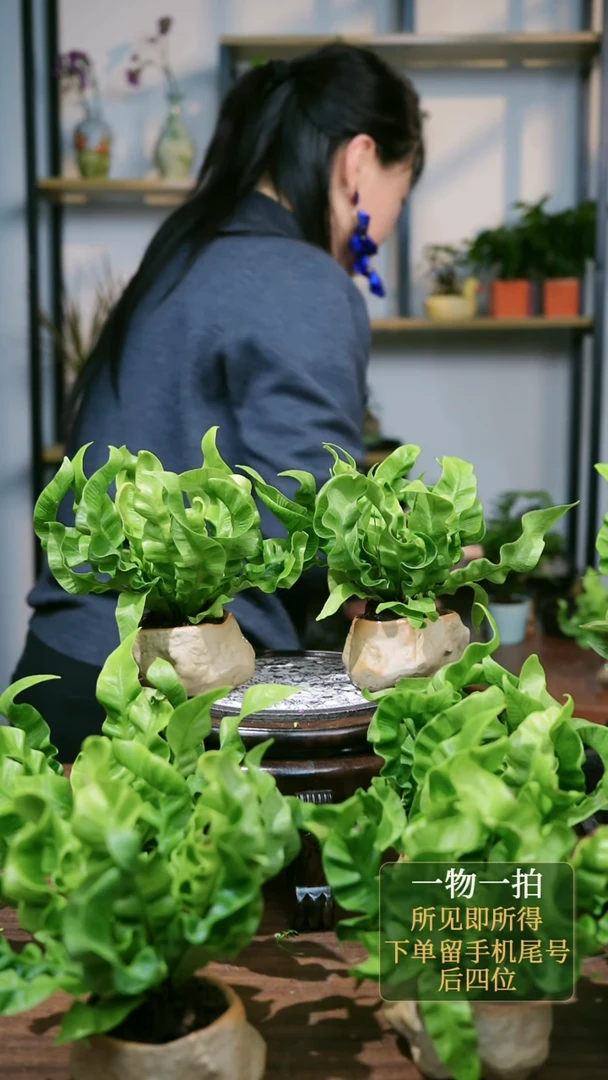 【闪购商品】43--石头鸟巢蕨
