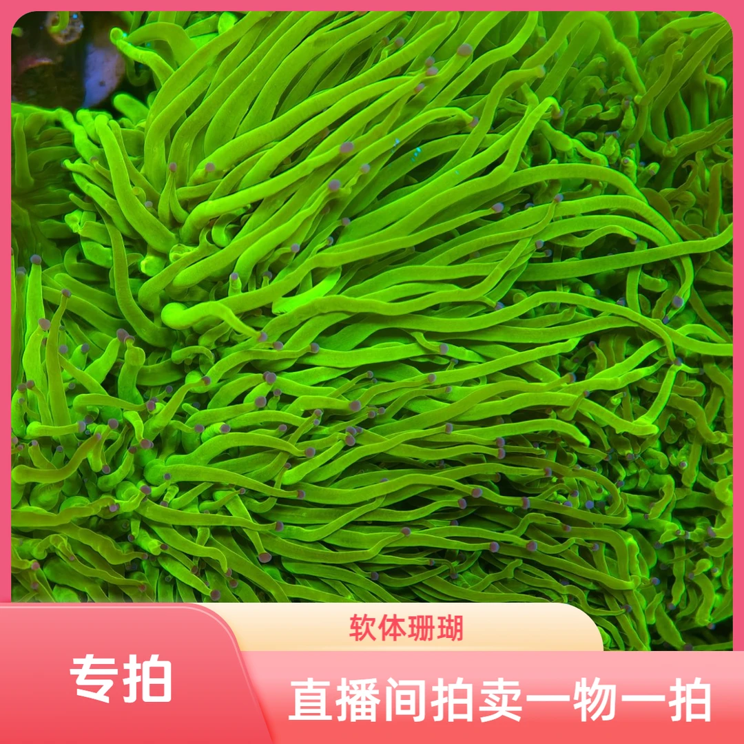 荧光绿火柴头软体珊瑚活体海王精品检疫共肉完整老货养定顺丰发货