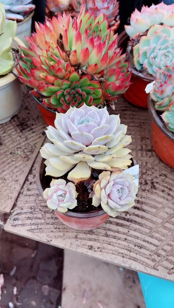 小****霄29087多肉植物一物一拍