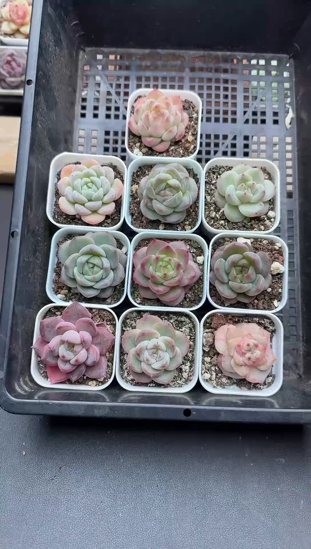 珍妮杂交多肉B118