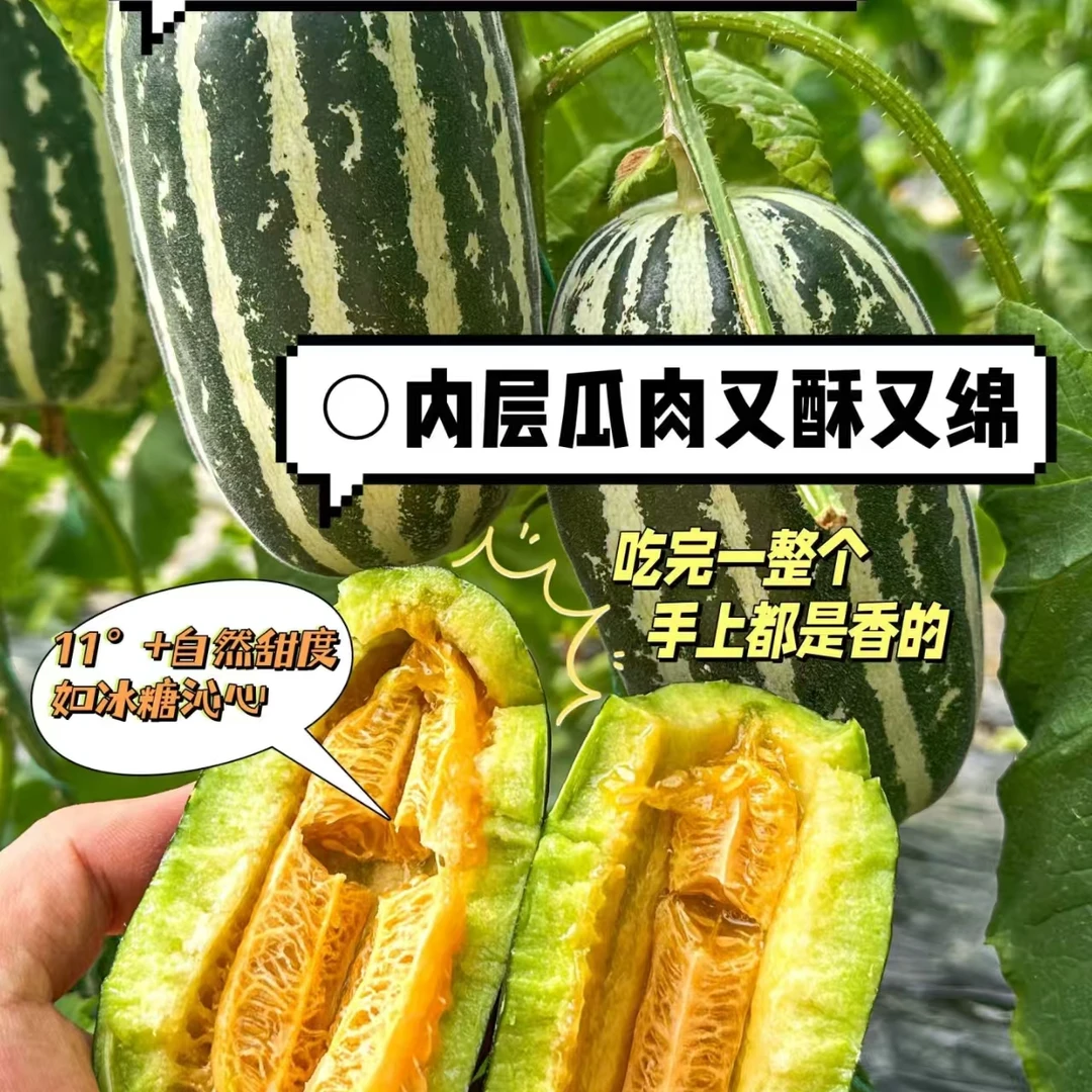 博洋九号甜瓜3-3.5斤左右