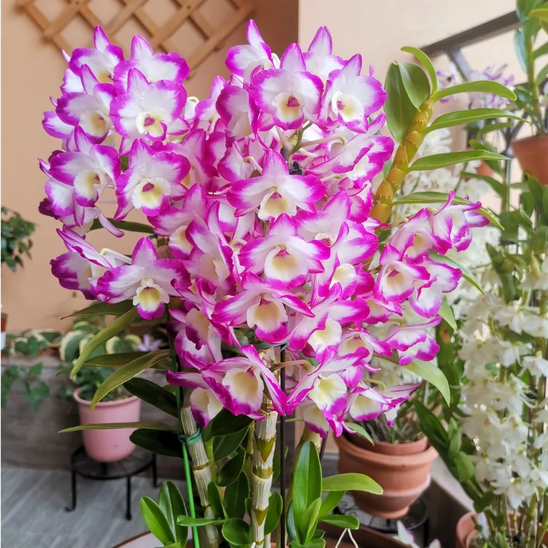 春石斛春季限定花材带盆带花苞
