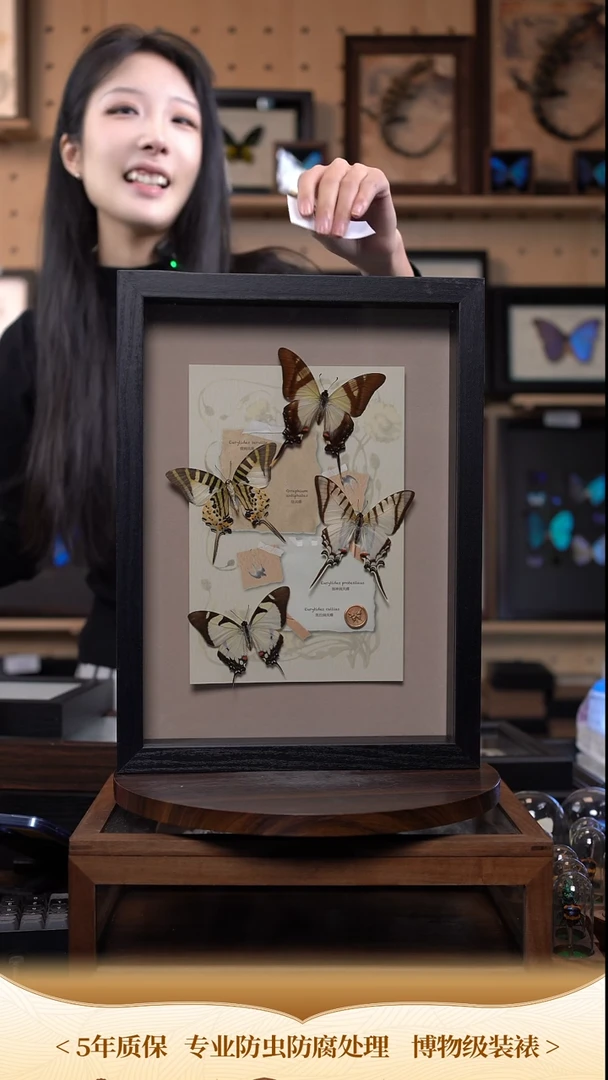 蝴蝶标本摆件竞拍c177