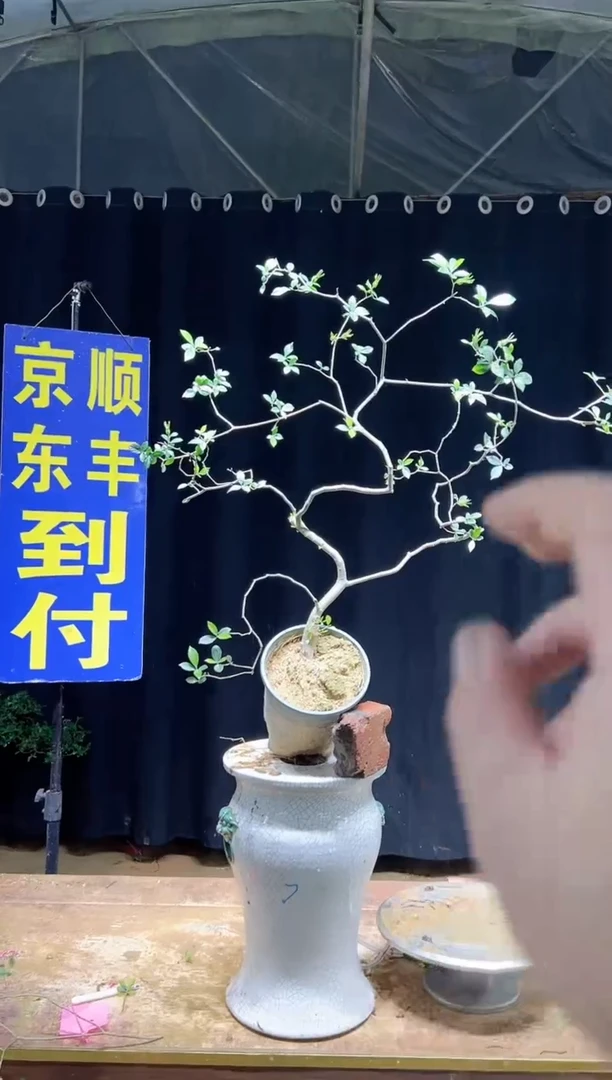 大量花朵（建议范围：8朵-15朵 或40%以上）音**巅海岛栀子花