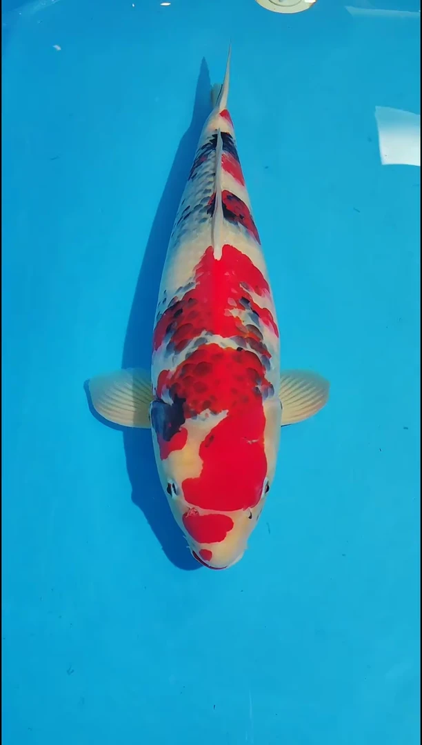 锦鲤12.19海港进口锦鲤96号不包邮