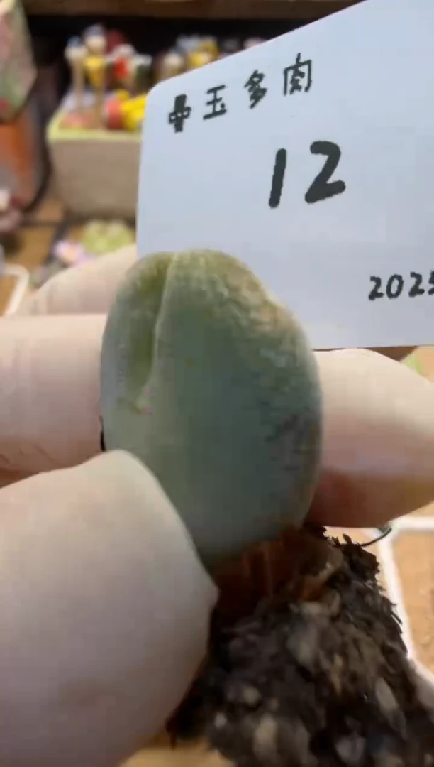 无花朵一***晴25.10.7-12晚晴